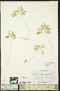 Anemone quinquefolia image