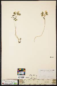 Thalictrum thalictroides image