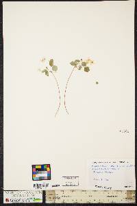 Thalictrum thalictroides image