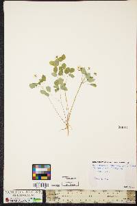 Thalictrum thalictroides image