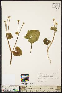 Caltha palustris image