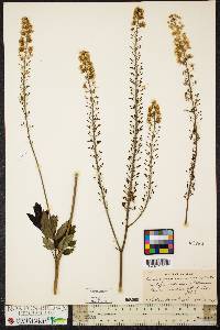 Actaea racemosa image