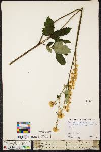 Actaea racemosa image