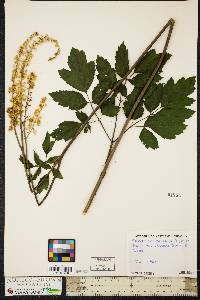 Actaea racemosa image