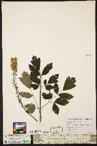 Actaea racemosa image