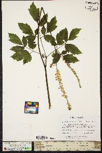 Actaea racemosa image