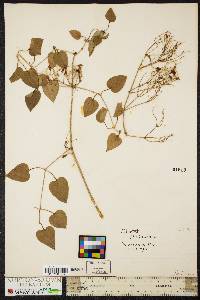 Clematis terniflora image