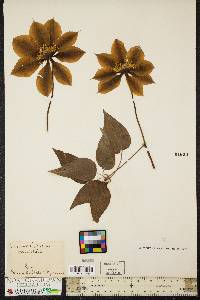 Clematis patens image