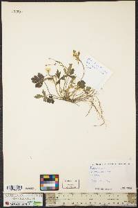 Ranunculus repens image