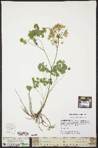 Thalictrum dioicum image