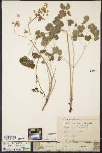 Thalictrum dioicum image