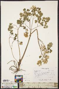 Thalictrum dioicum image