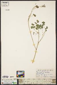 Thalictrum dioicum image