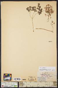 Thalictrum dioicum image