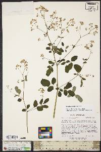 Thalictrum pubescens image