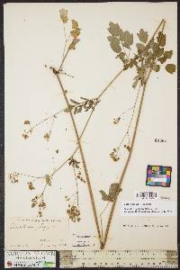 Thalictrum pubescens image