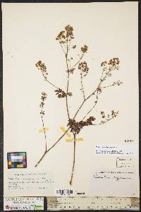 Thalictrum pubescens image