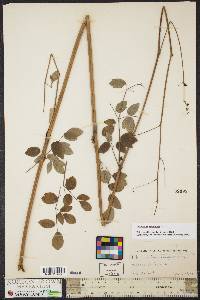 Thalictrum pubescens image