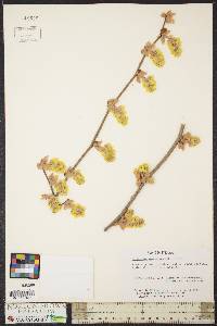 Corylopsis pauciflora image