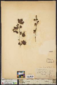 Ribes missouriense image