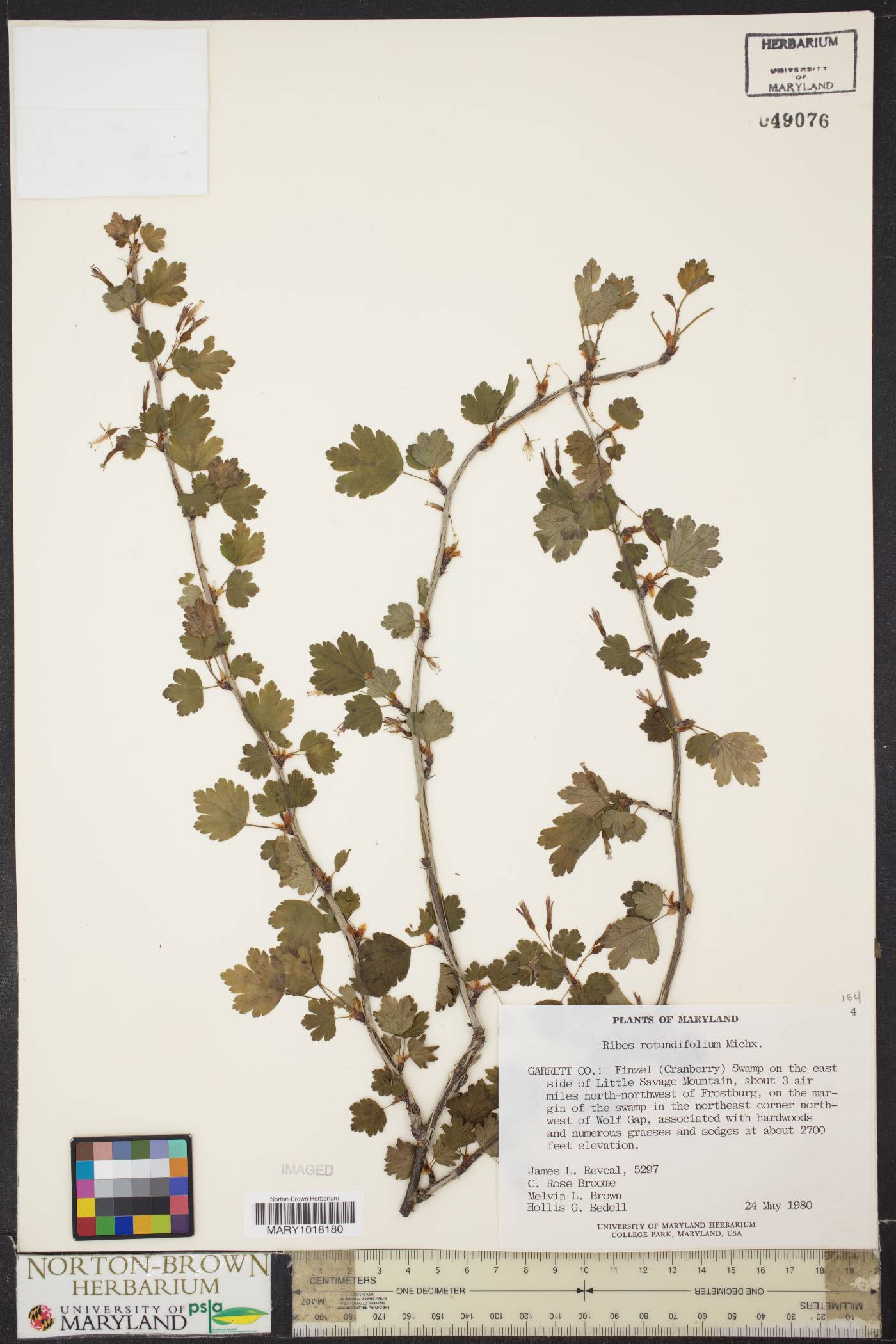 Ribes rotundifolium image