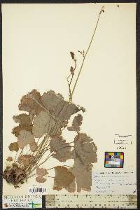 Heuchera americana image