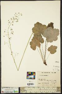 Heuchera americana image