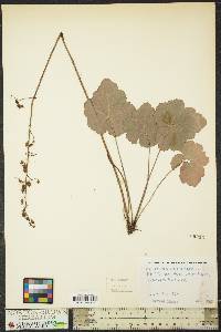 Heuchera americana image