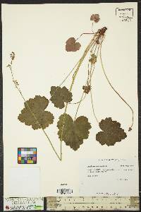 Heuchera americana image