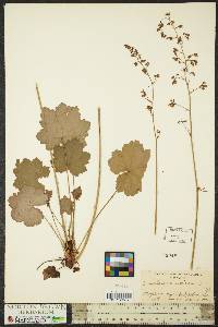 Heuchera americana image