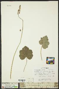 Heuchera americana image