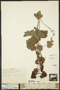 Heuchera americana image