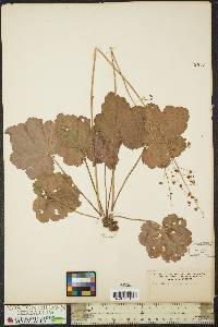 Heuchera americana image