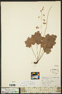 Heuchera pubescens image