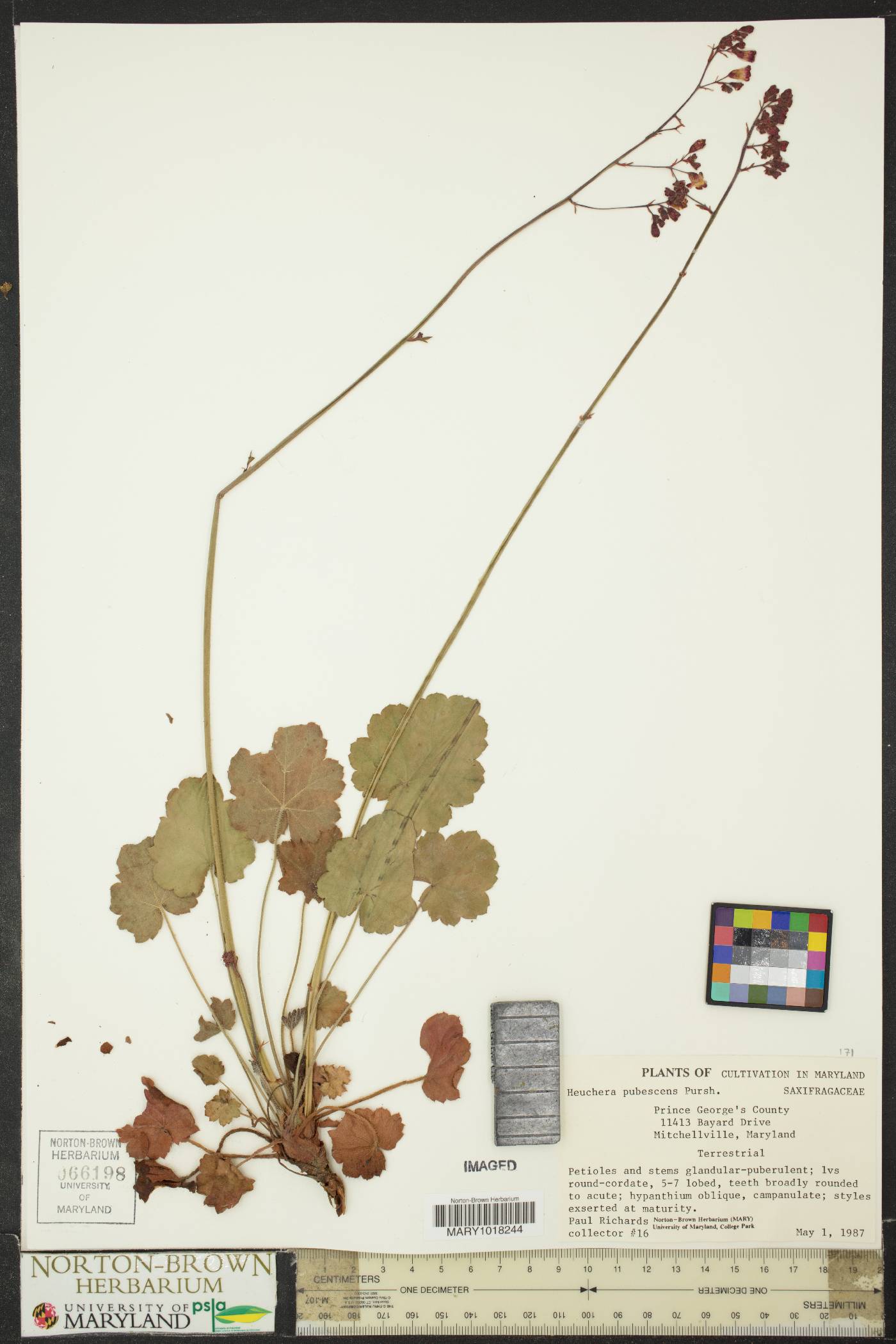 Heuchera pubescens image