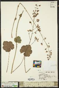 Heuchera americana image