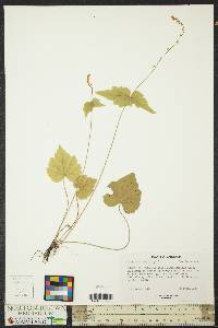 Mitella diphylla image