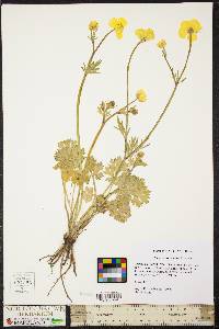 Ranunculus bulbosus image