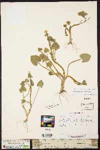 Ficaria verna subsp. verna image