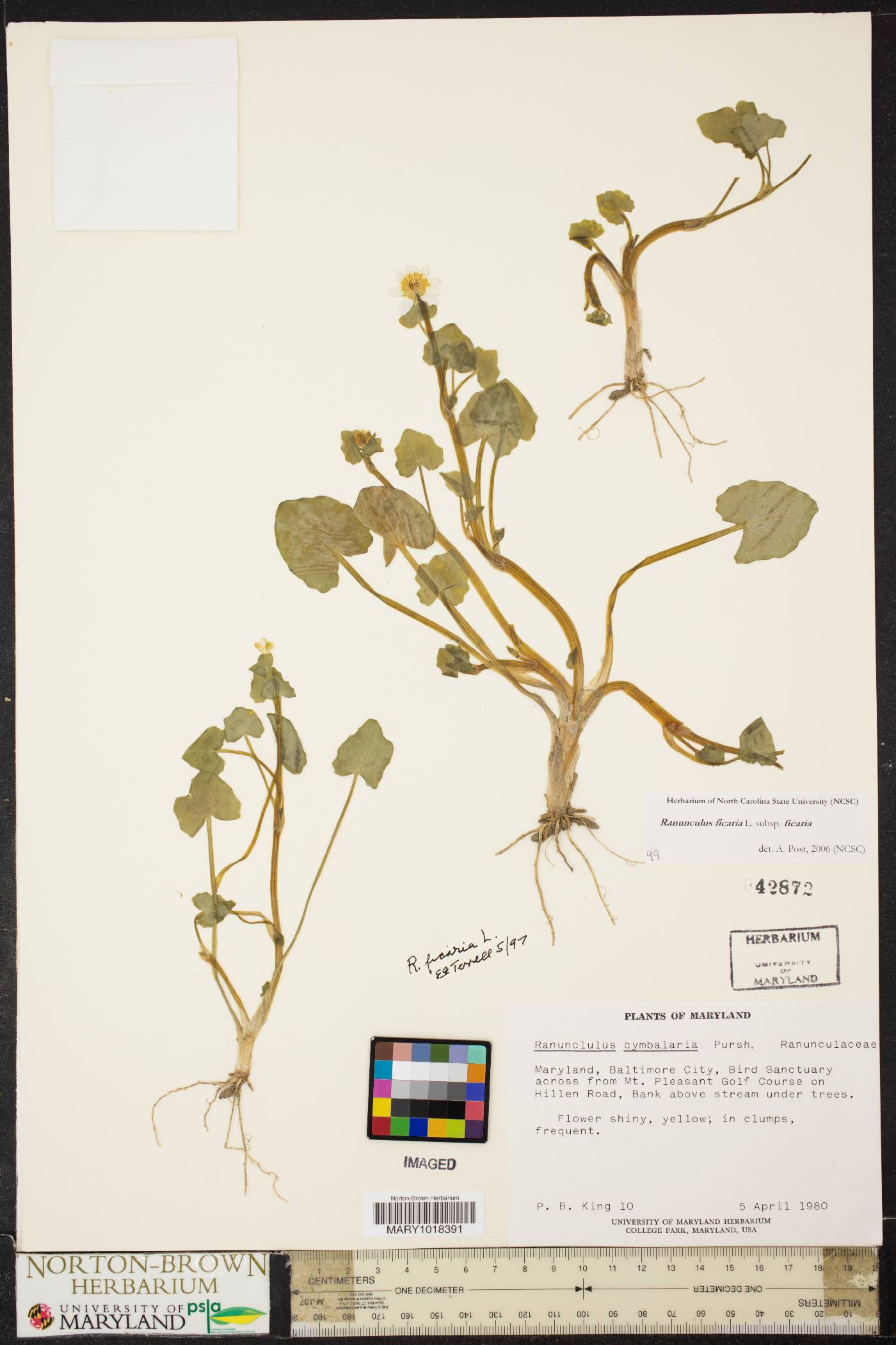 Ficaria verna subsp. verna image