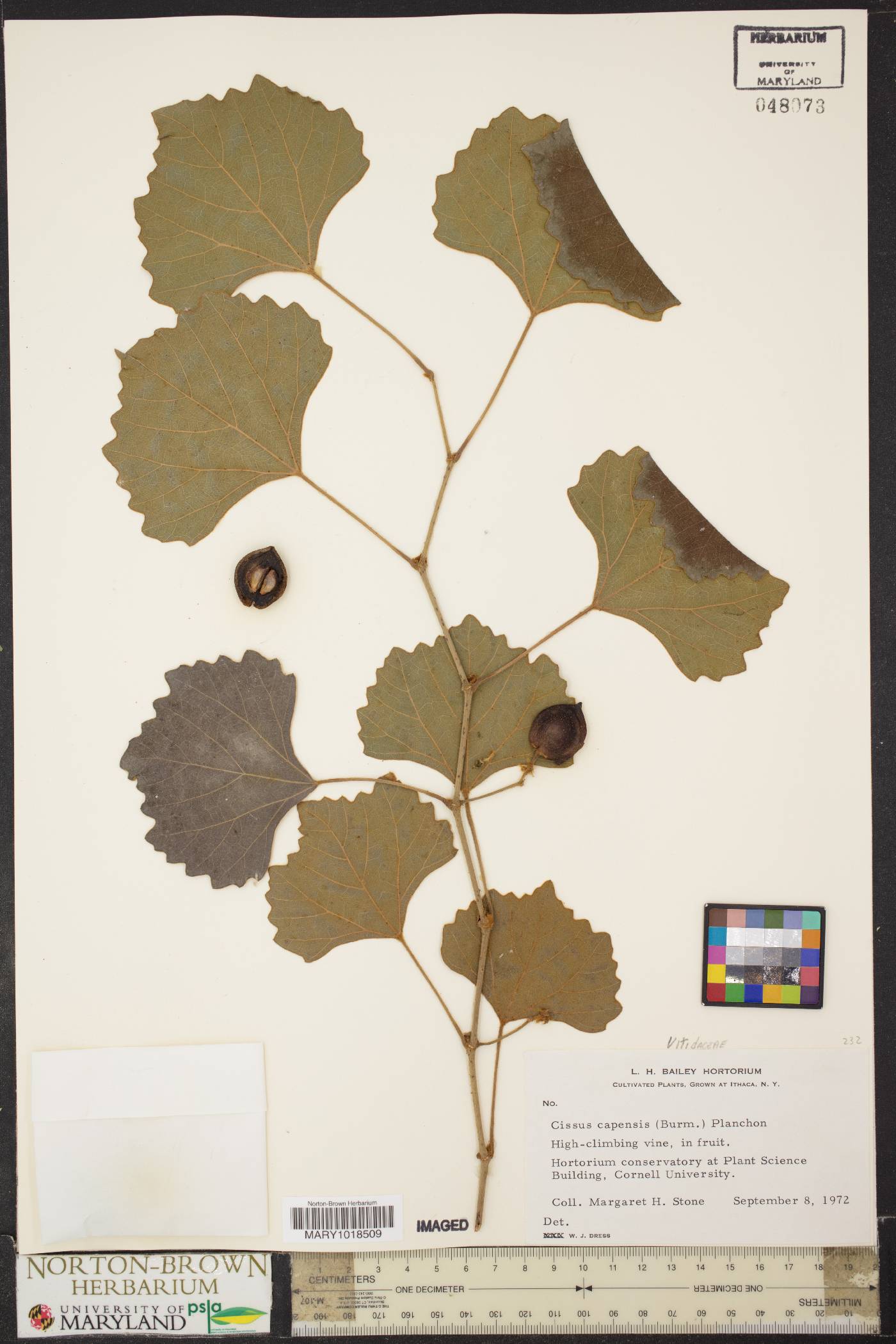 Cissus capensis image
