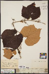 Vitis labrusca image