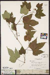 Vitis riparia image