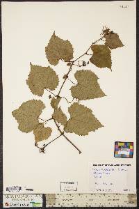 Vitis rupestris image