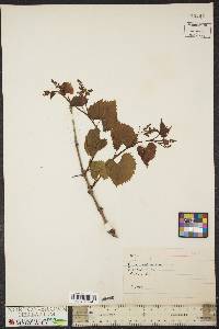 Vitis vulpina image