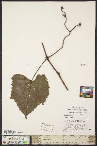 Vitis vulpina image