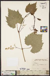 Vitis vulpina image