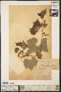 Vitis vulpina image