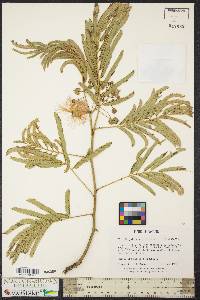 Albizia julibrissin image