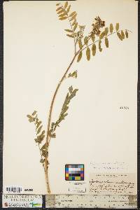 Astragalus canadensis var. canadensis image